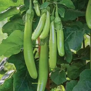 Splendour Seeds BRINJAL GREEN LONG Seeds